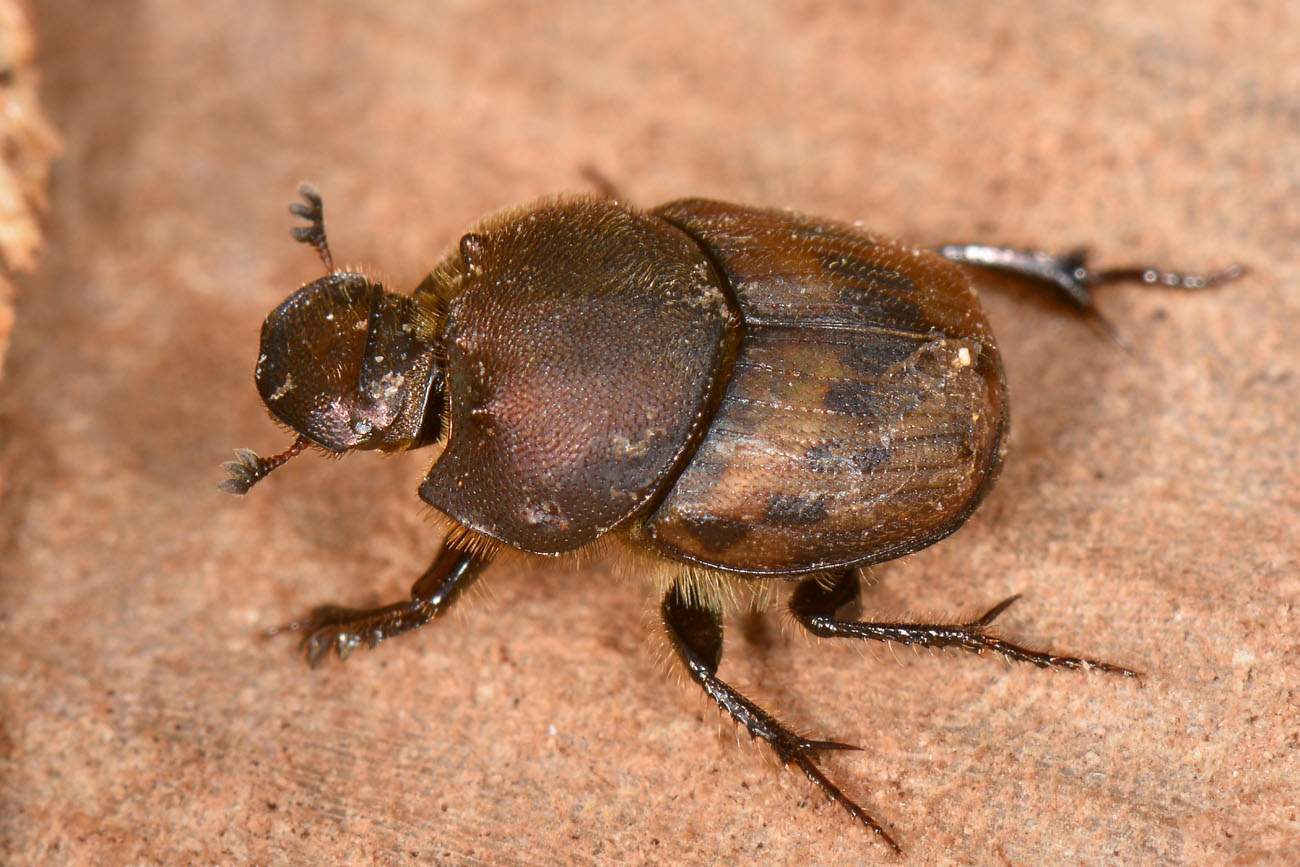 Scarabaeidae: Onthophagus lemur